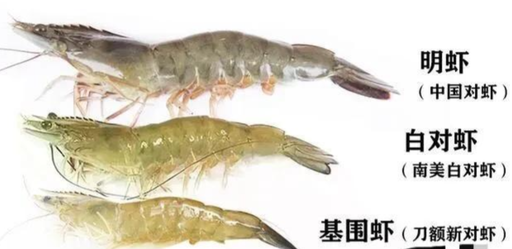明虾,白虾和基围虾,它们都是大虾,到底该如何购买?