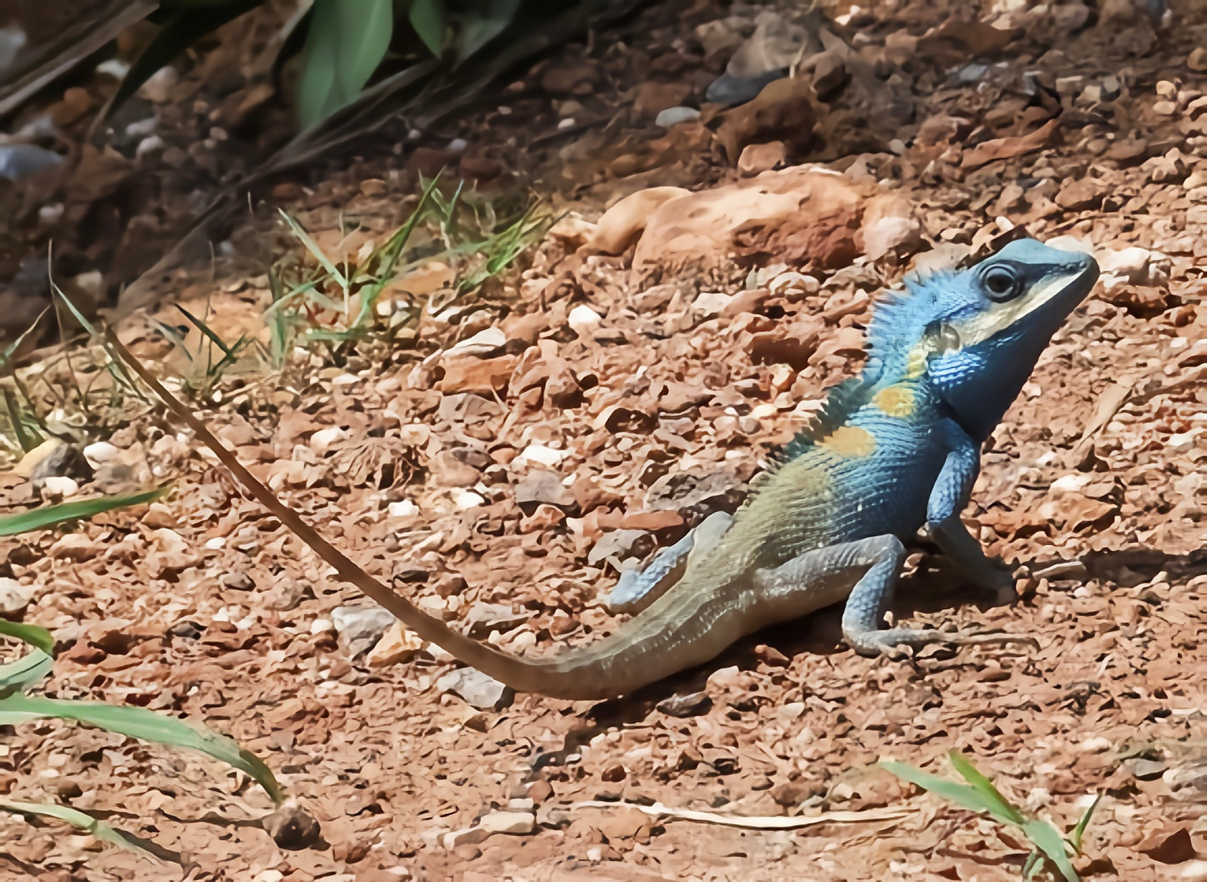 跨年创作挑战赛# 白唇树蜥别名箭鬓马,分布于缅甸,泰国,越南和中国