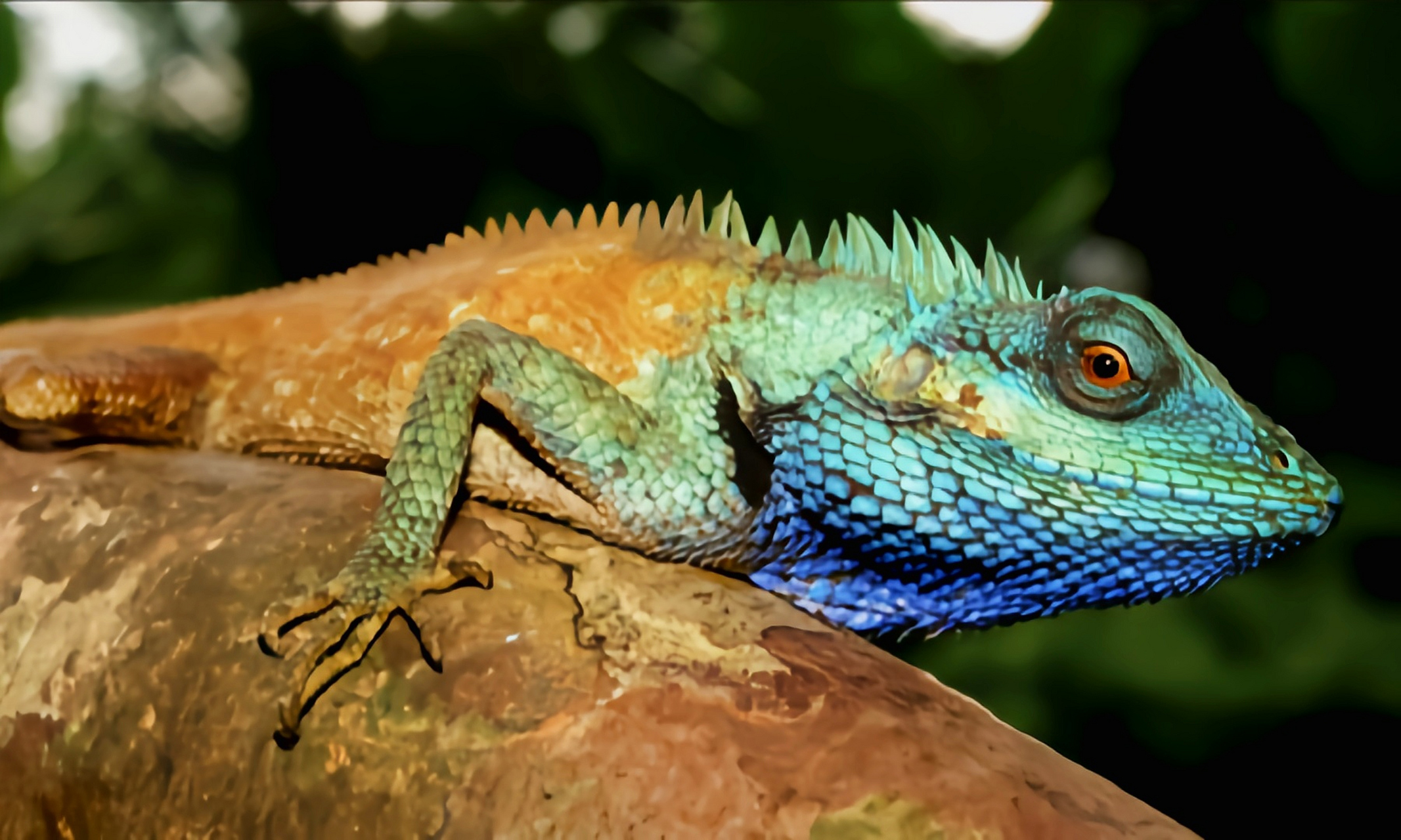 跨年创作挑战赛# 白唇树蜥别名箭鬓马,分布于缅甸,泰国,越南和中国