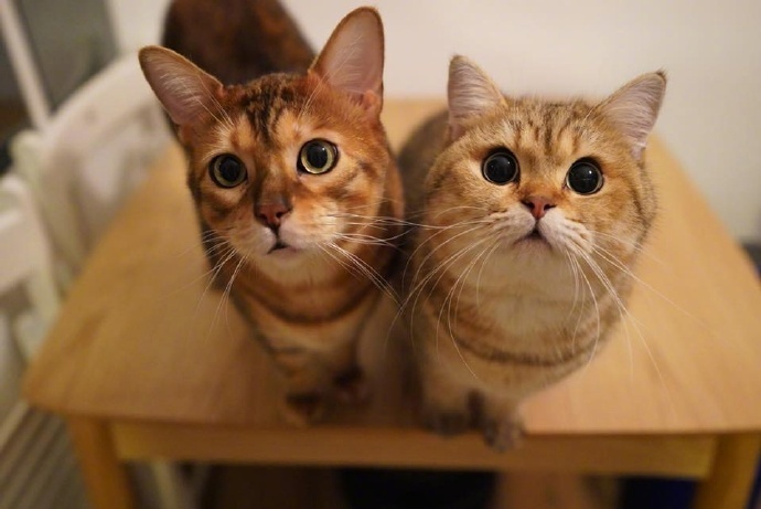 养一只猫和两只猫有什么区别?过来人:差别太真实!