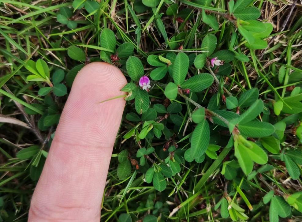 鸡眼草,又称掐不齐,公母草,有3项作用,农民朋友请及时了解!