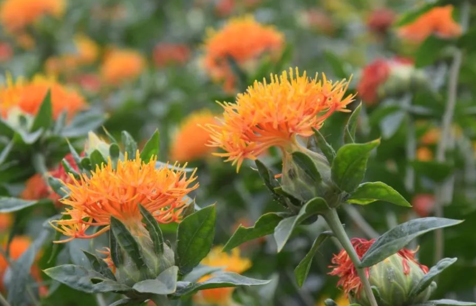 红花菜,又称红花,蓝花,有3大作用,价值颇高,农民须了解!