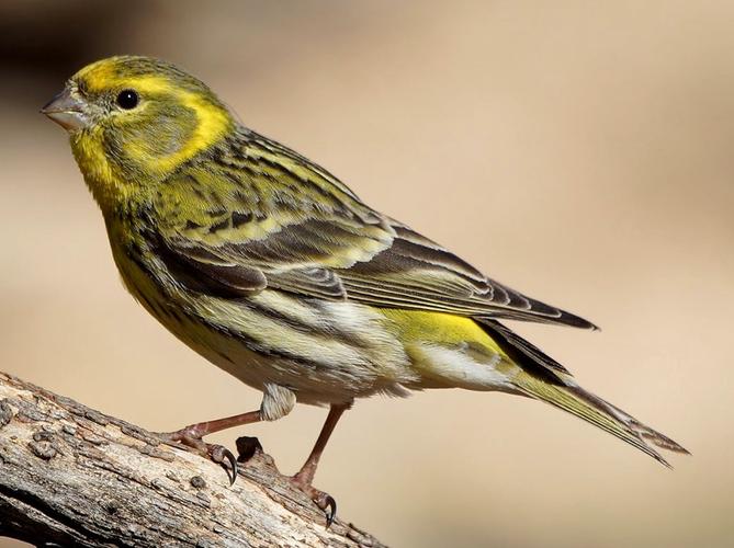 金丝雀鸟是一种小型的鸣禽,属于雀科,生活在欧洲,北非和亚洲等地区.