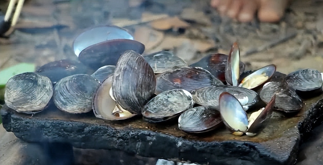 河蚌20斤才出一斤肉,农村以前遍地都是,如今40元一斤难求!