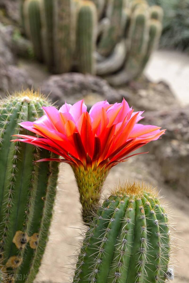 仙人掌开小红花的几年能开花