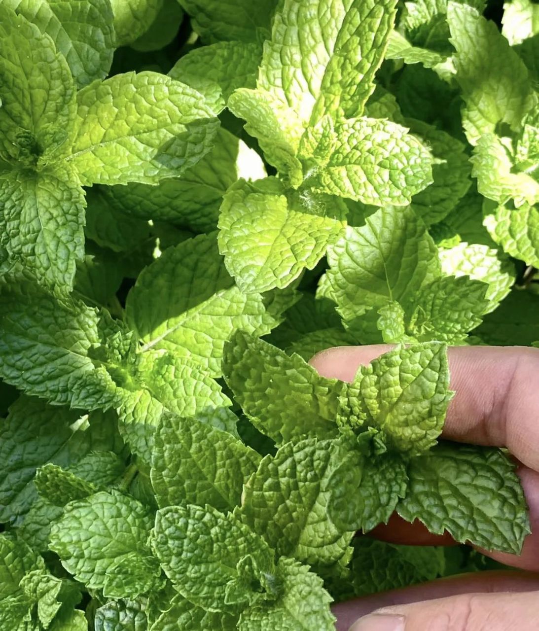 香气弥漫的佛手,桂花,薄荷,薰衣草,茉莉花和柠檬树,不仅美化了家居环