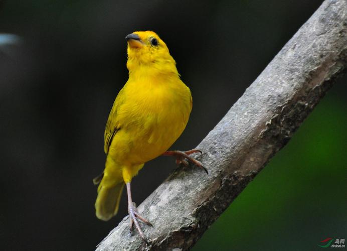 金丝雀鸟是一种小型的鸣禽,属于雀科,生活在欧洲,北非和亚洲等地区.