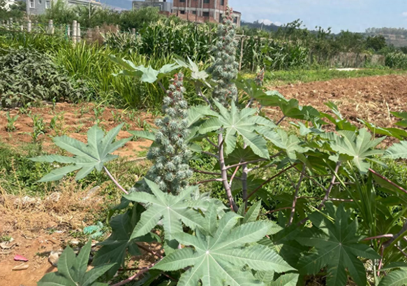 蓖麻,又称大麻子,草麻,有4项功效,价值高,农民朋友要了解!