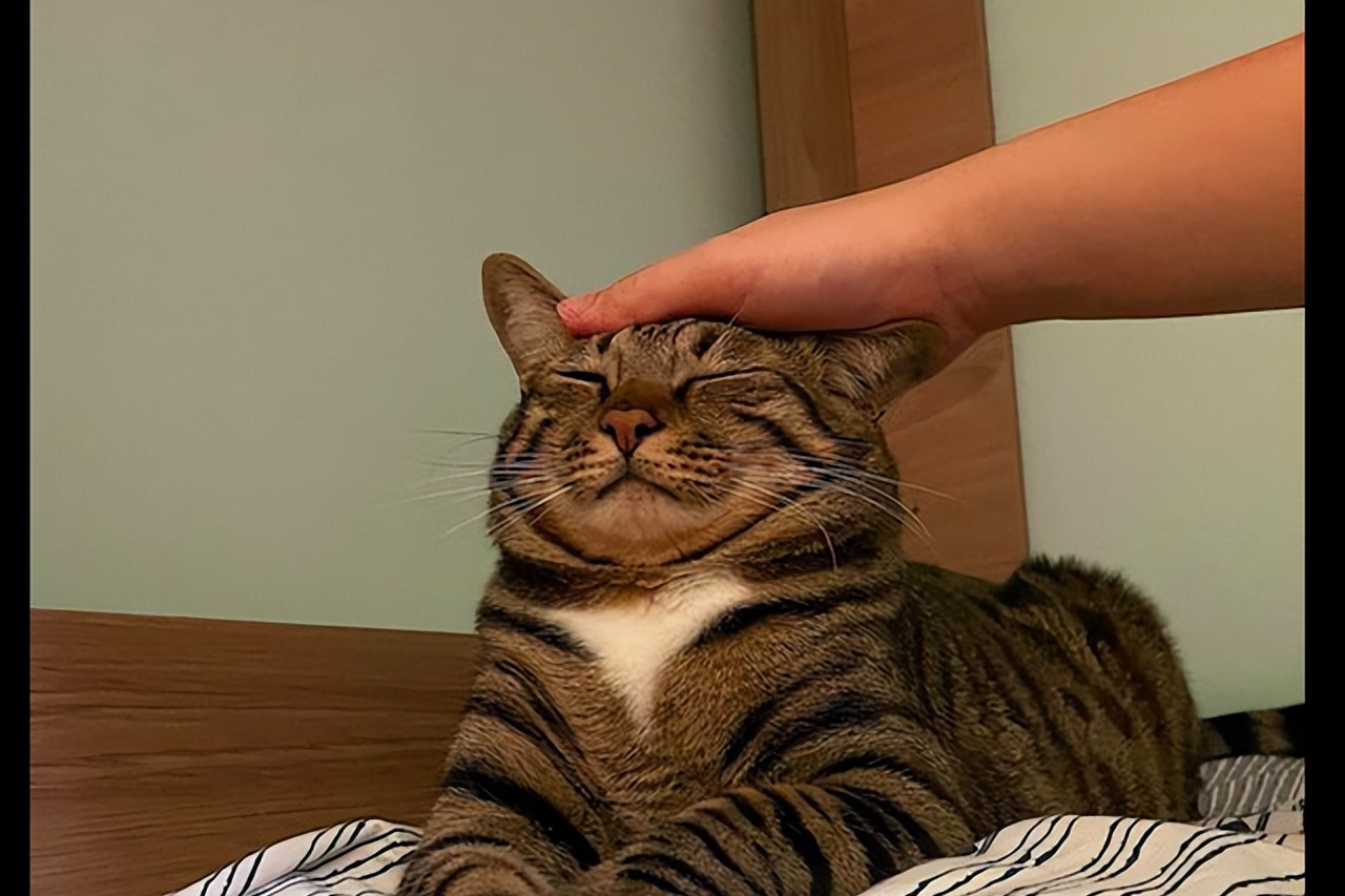 是爱,是表扬,还是挑衅?不同情境下,猫咪反应各异.来点零食,互动升级!