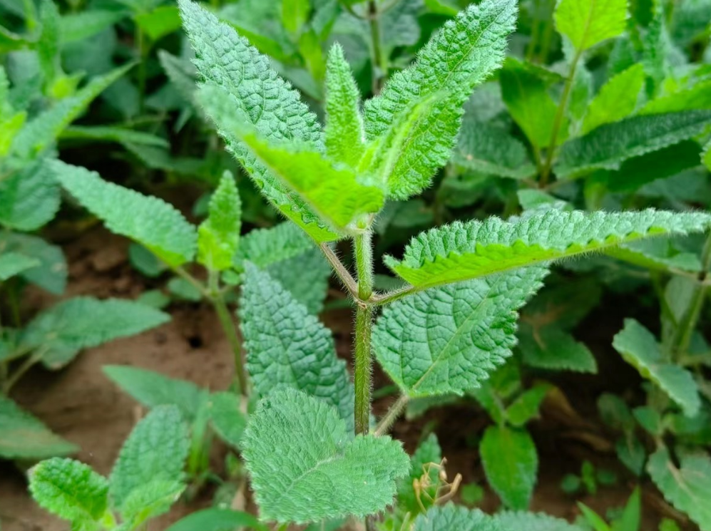 地蚕,又称甘露子,宝塔菜,具3大作用,价值非凡,农民需了解!