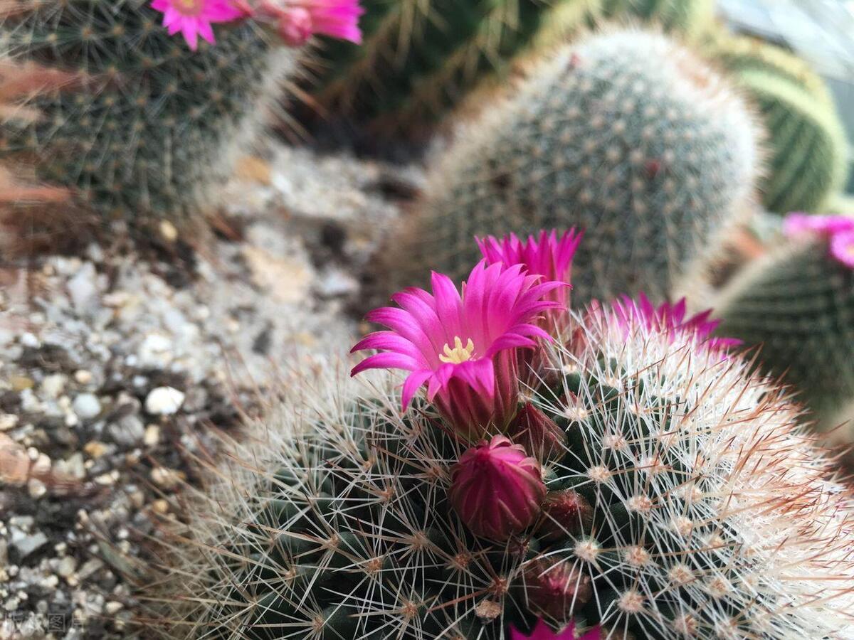 仙人掌开小红花的几年能开花