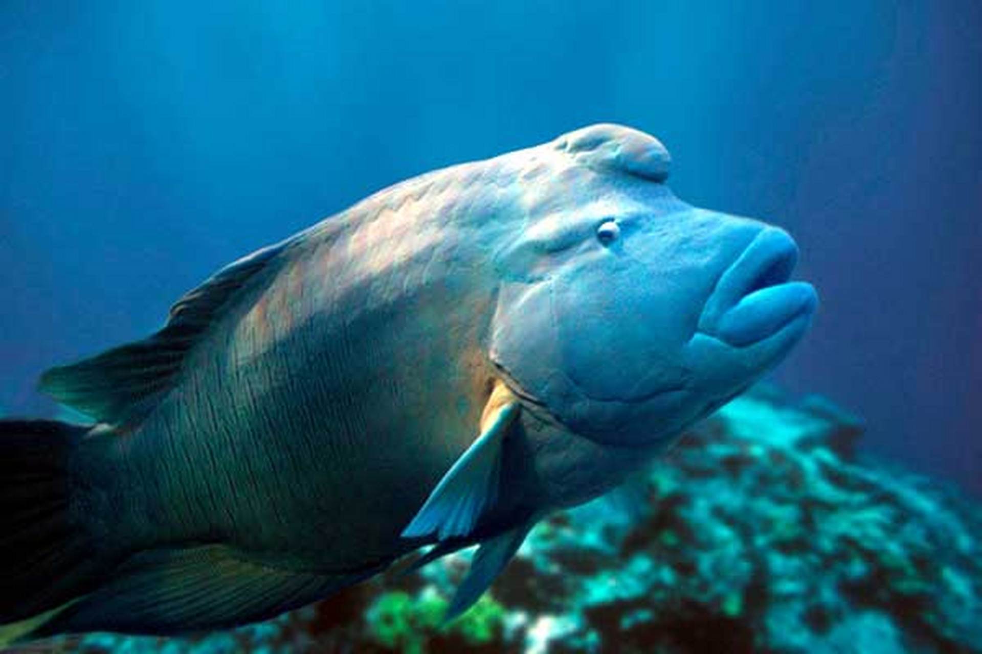 金黄突额隆头鱼是一种神奇的海洋生物,具有奇特外形和性别转变能力.