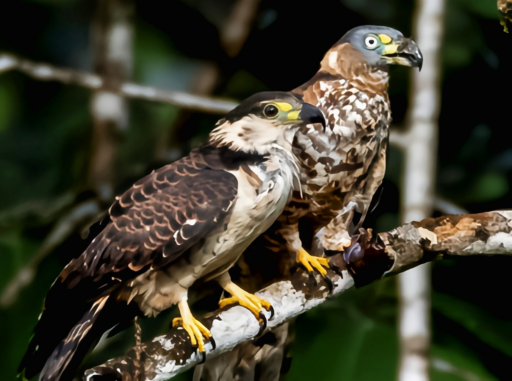 它是一种中型猛禽,体长约50厘米,重240-360克,鸟喙黄绿色,大而呈钩形