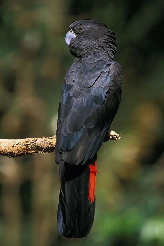 #哈尔滨红色主题# 红尾黑凤头鹦鹉是一种非常美丽的鸟类,其名字中的"