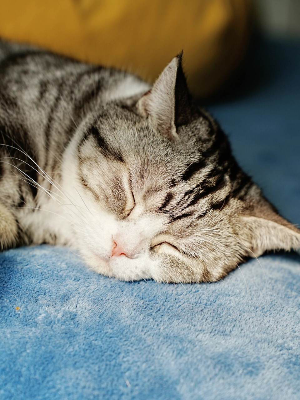 治愈系午睡  喵星人的睡眠姿态仿佛蕴含着一种神秘的疗愈魔力,总能在