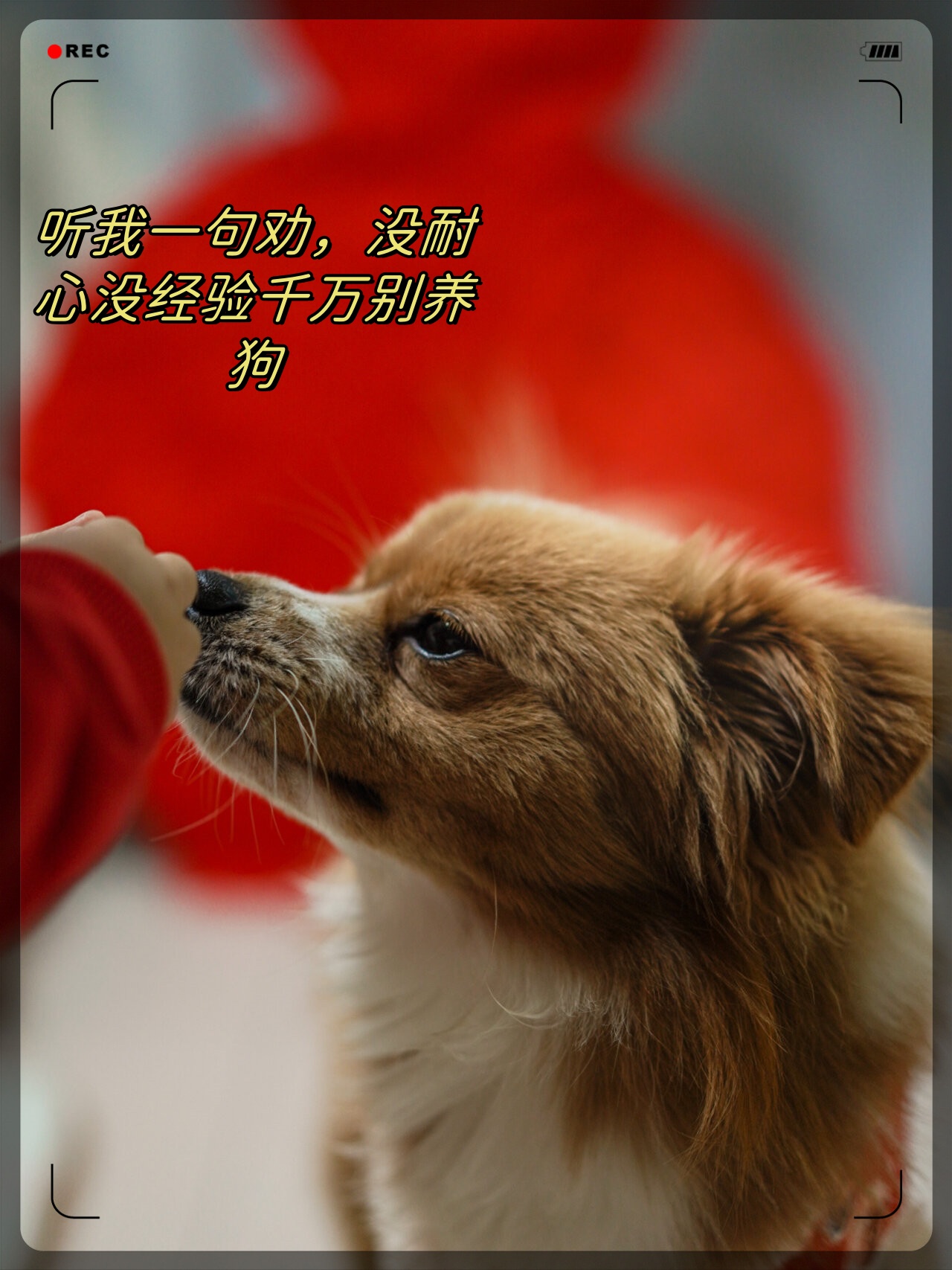 听我一句劝,没耐心没经验千万别养狗