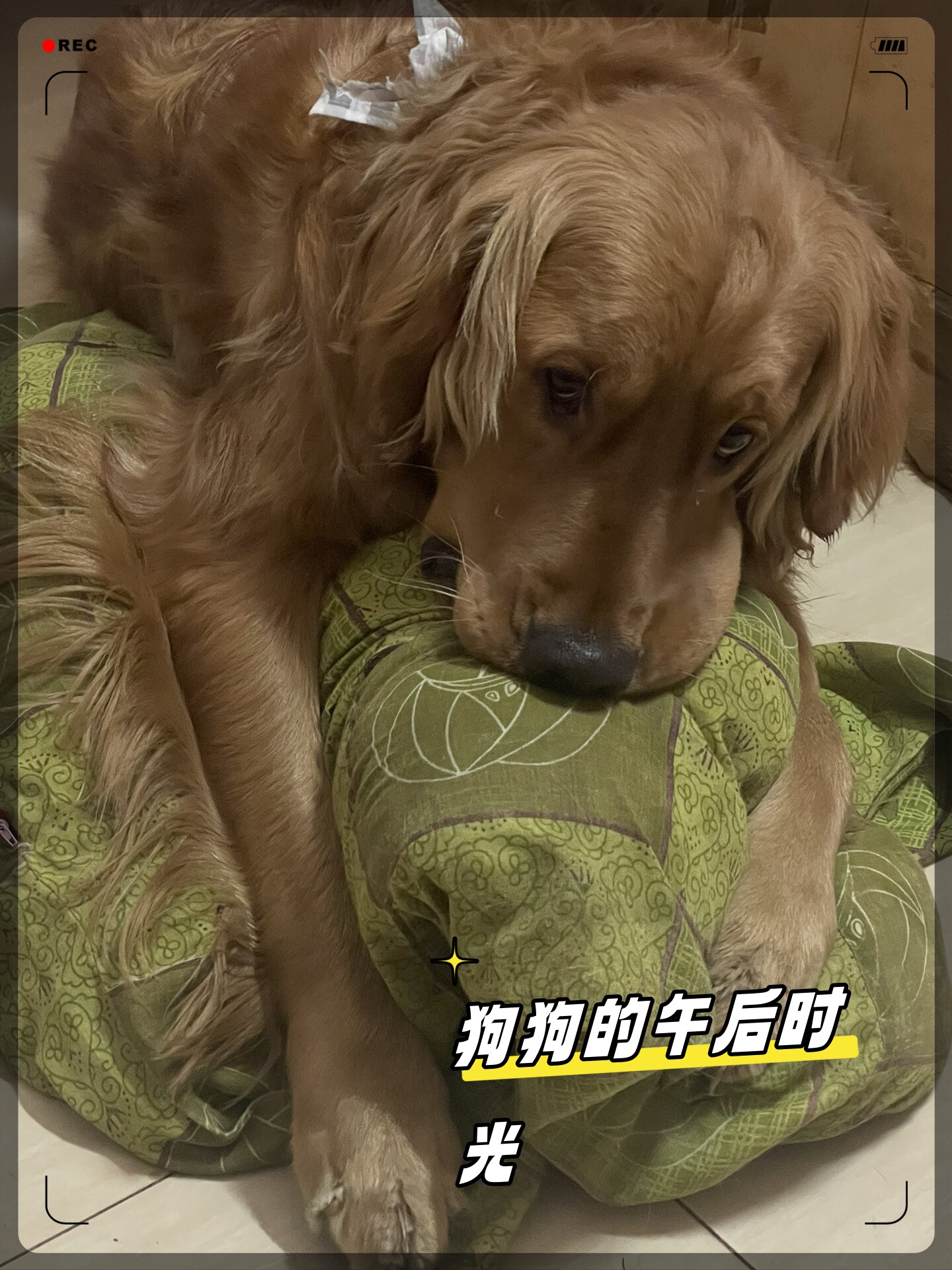 狗狗的午后时光   午后阳光洒满窗台,吃饱了的狗狗就躺在那里,一动不