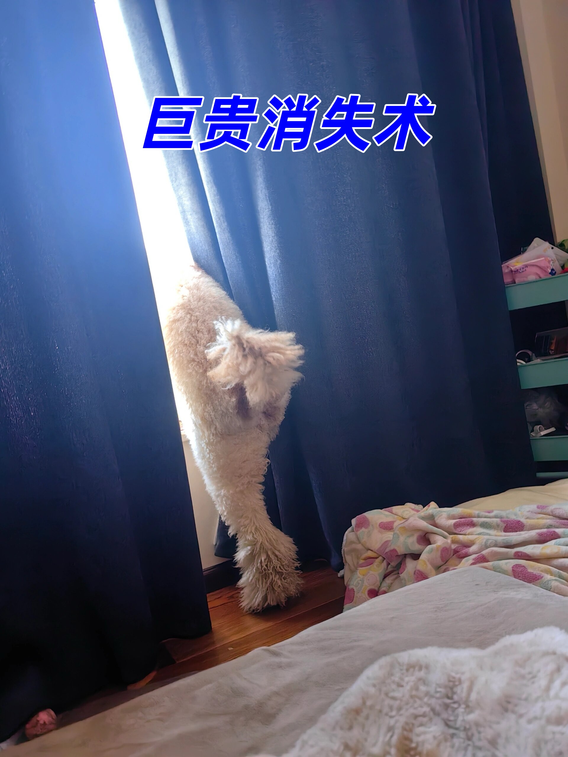 我家那巨贵小家伙真是太调皮了