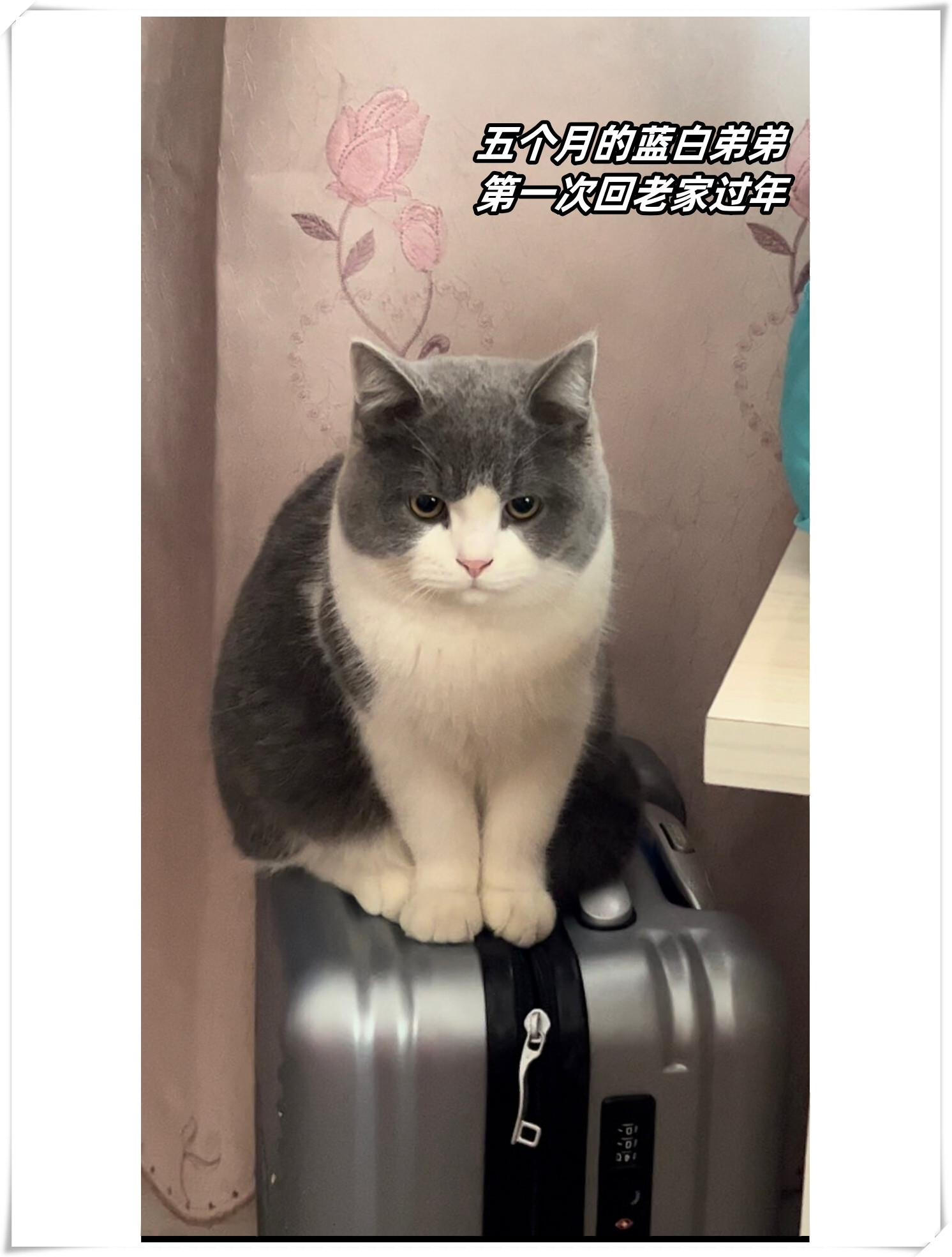 五个月的蓝白弟弟第一次回老家过年