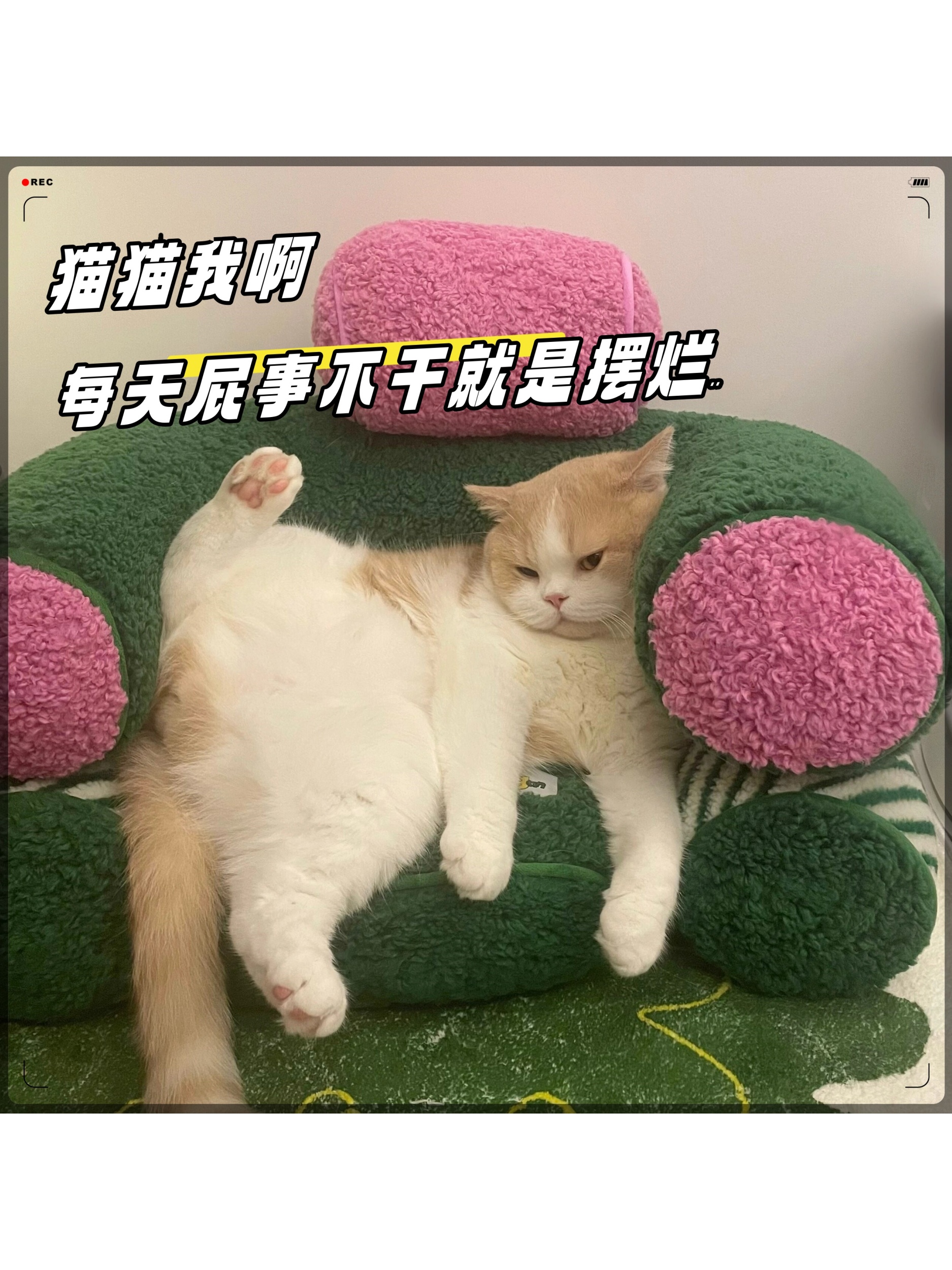 猫猫我啊 每天屁事不干就是摆烂   #我要上热门# 整天无所事事地躺在