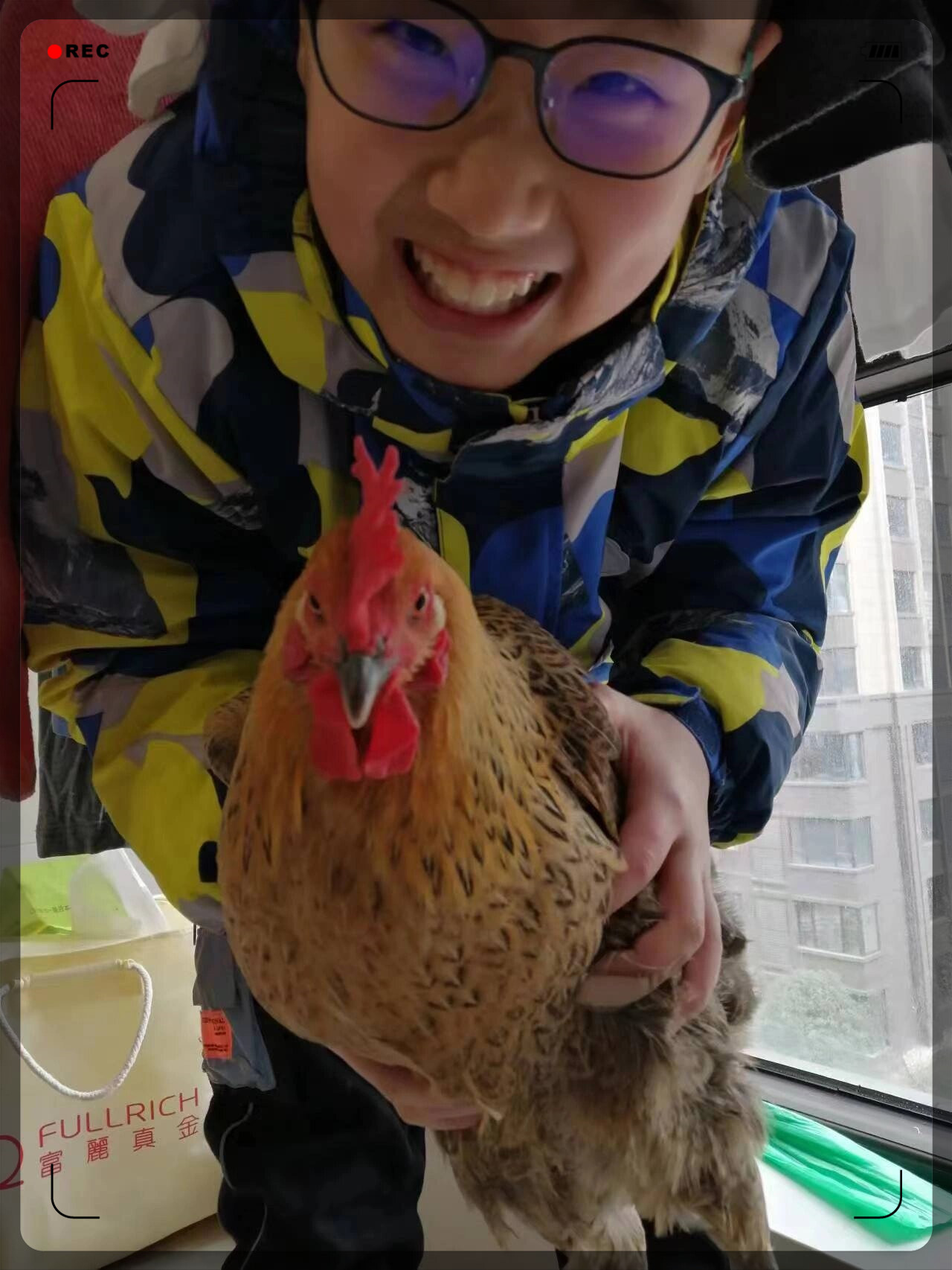 这只鸡还不知道它没有明天