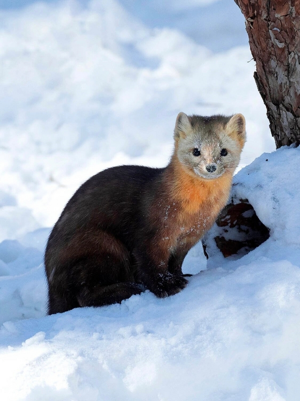 每天认识一种动物 紫貂  紫貂是一种生活于寒冷地区的哺乳动物,以其