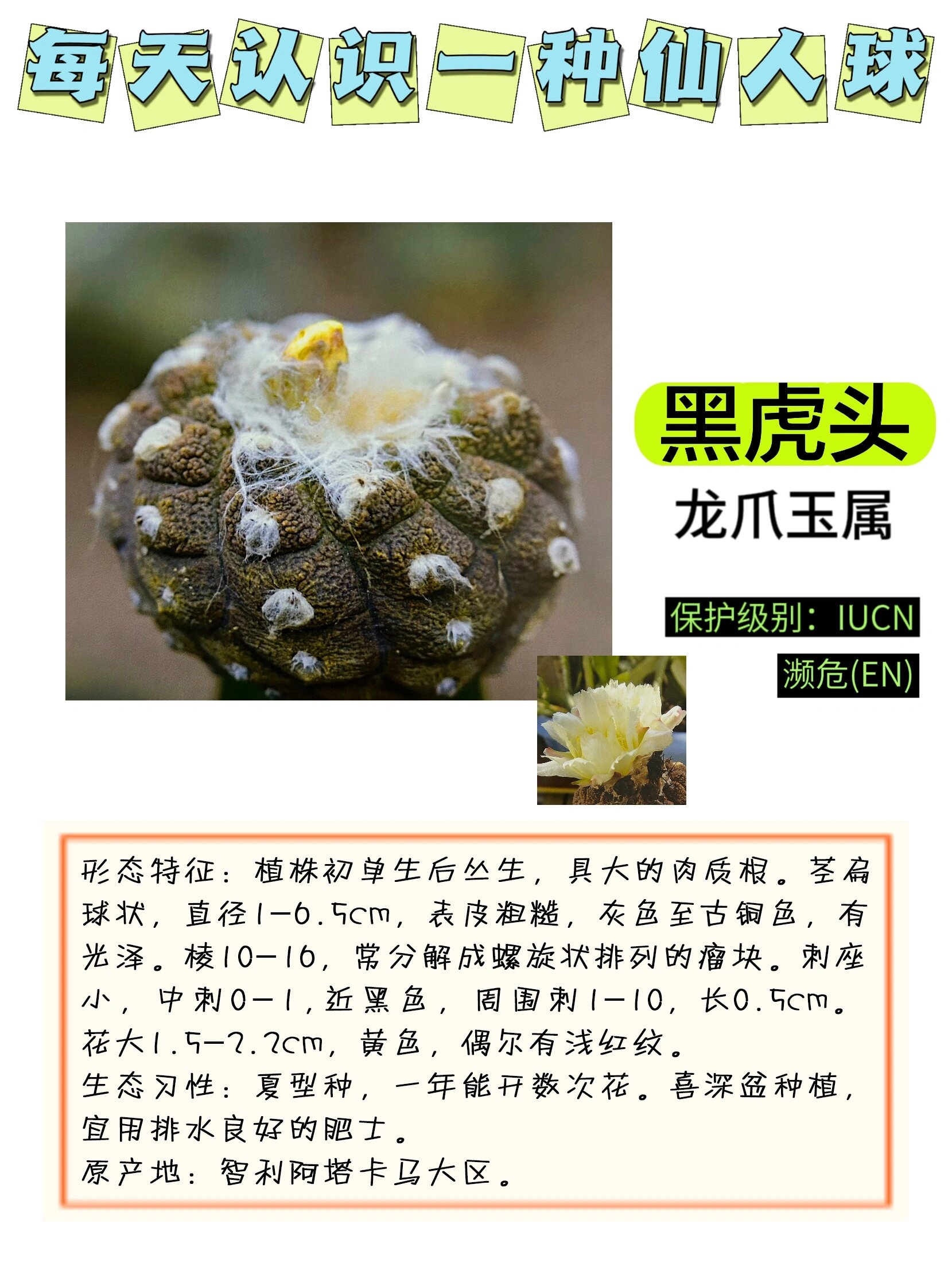 黑虎头仙人球是一种独特且受欢迎的仙人球种类