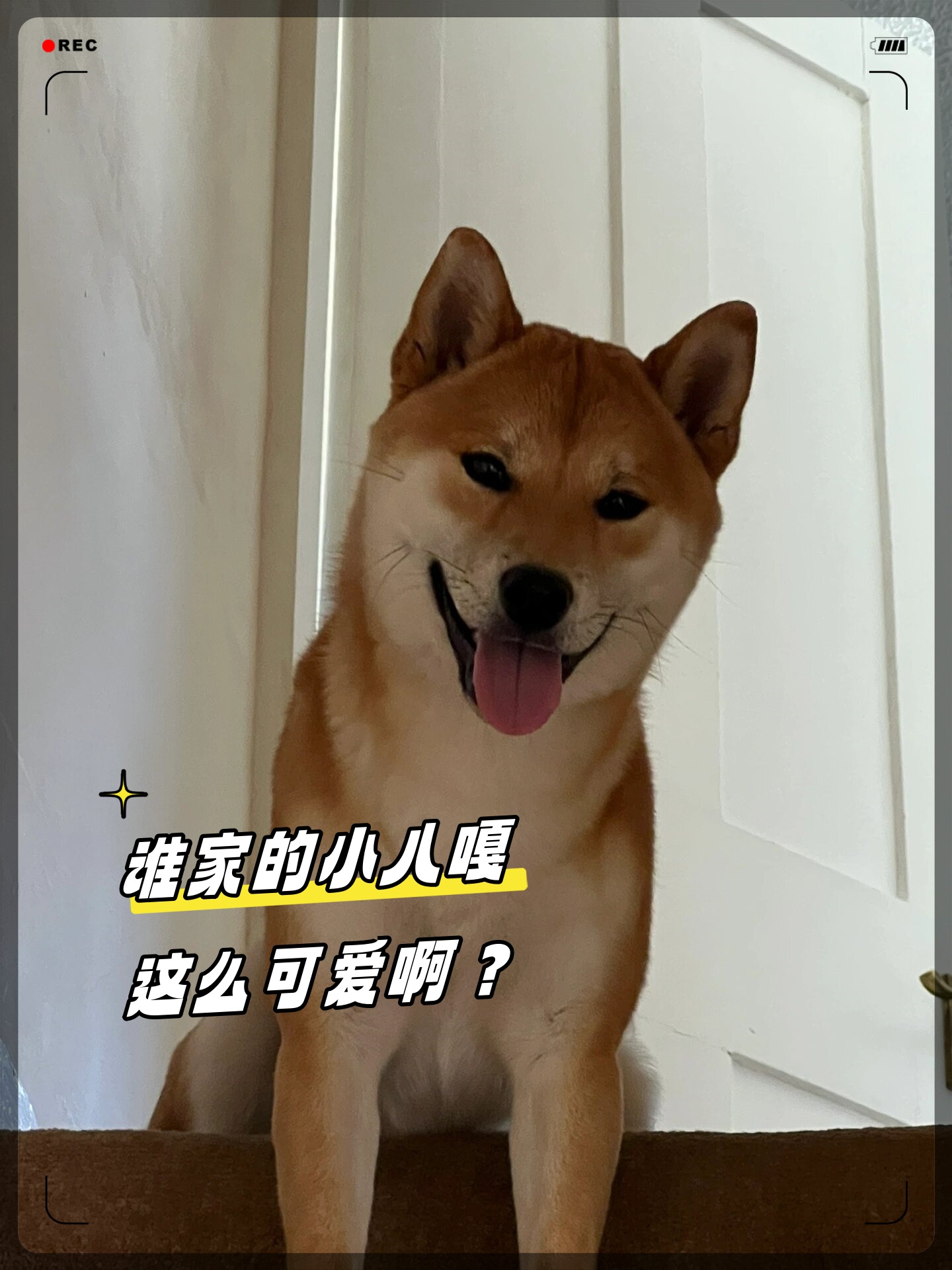 谁家的小八嘎这么可爱啊?  哦,是我家的  #我要上热门