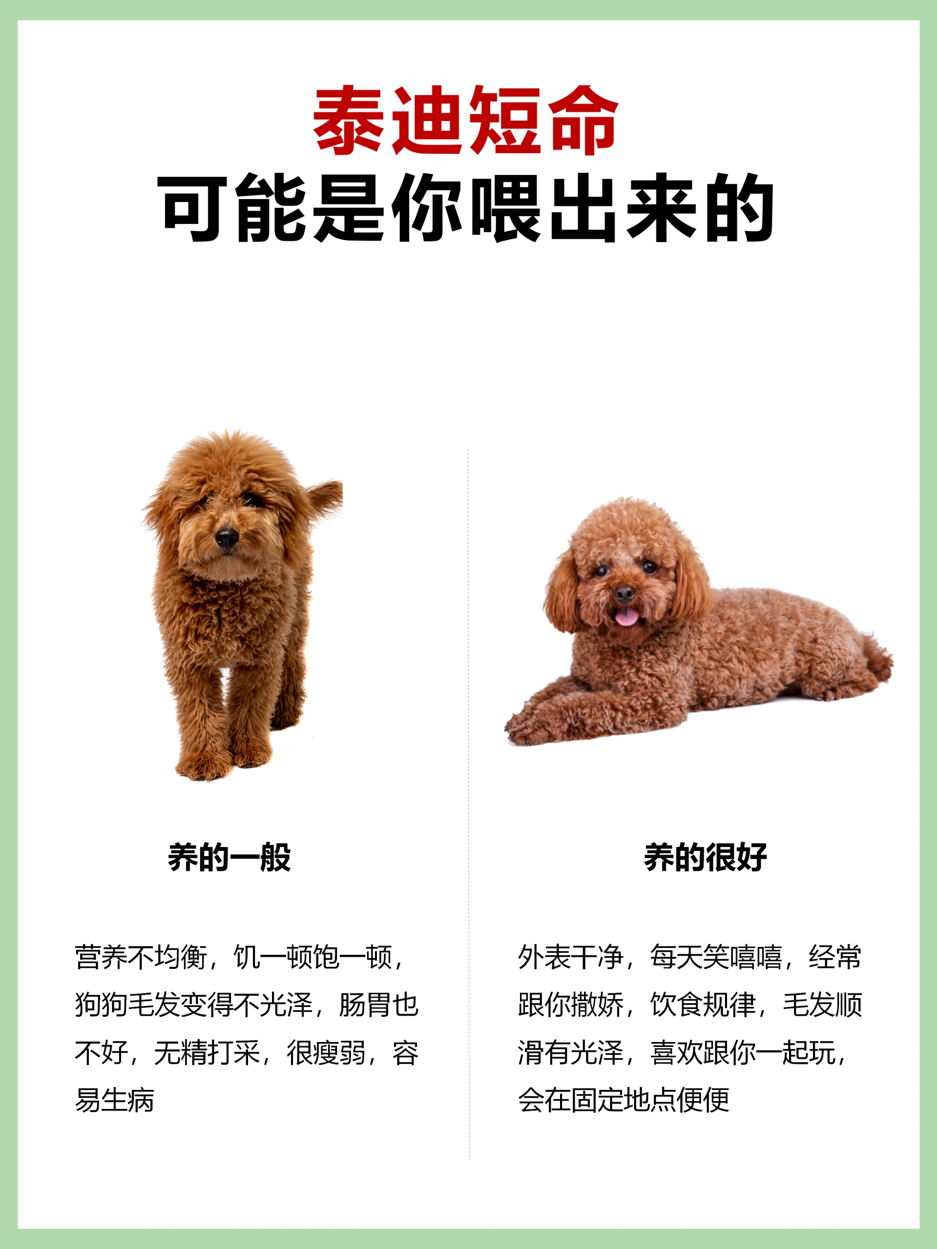 泰迪幼犬拉屎正常图片图片