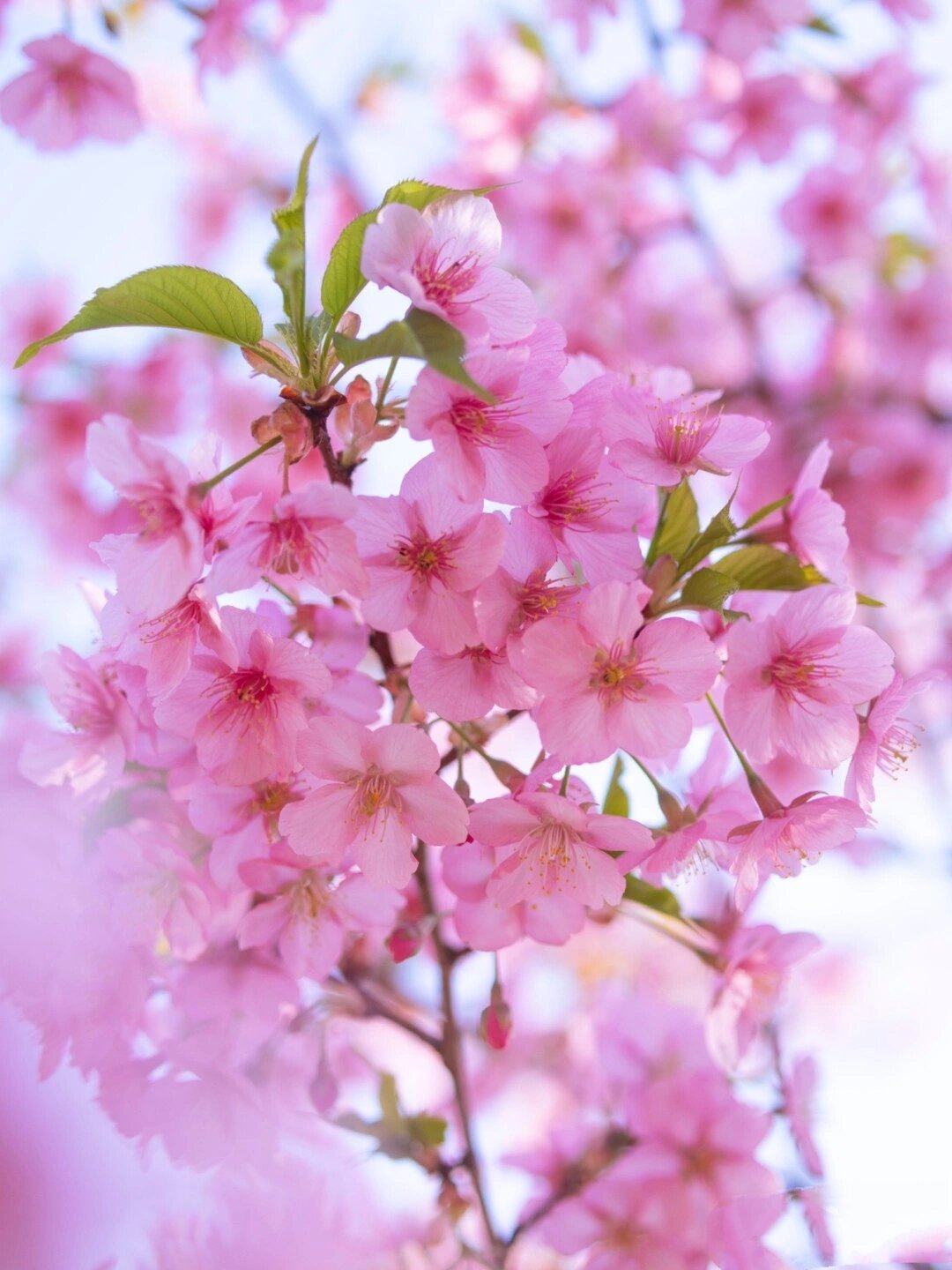 一朵樱花照片真实图片图片