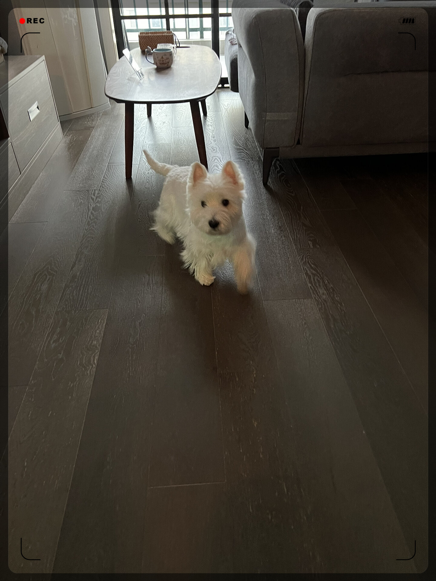 狗狗的快乐瞬间  今天,我家的小宝贝狗狗特别开心!