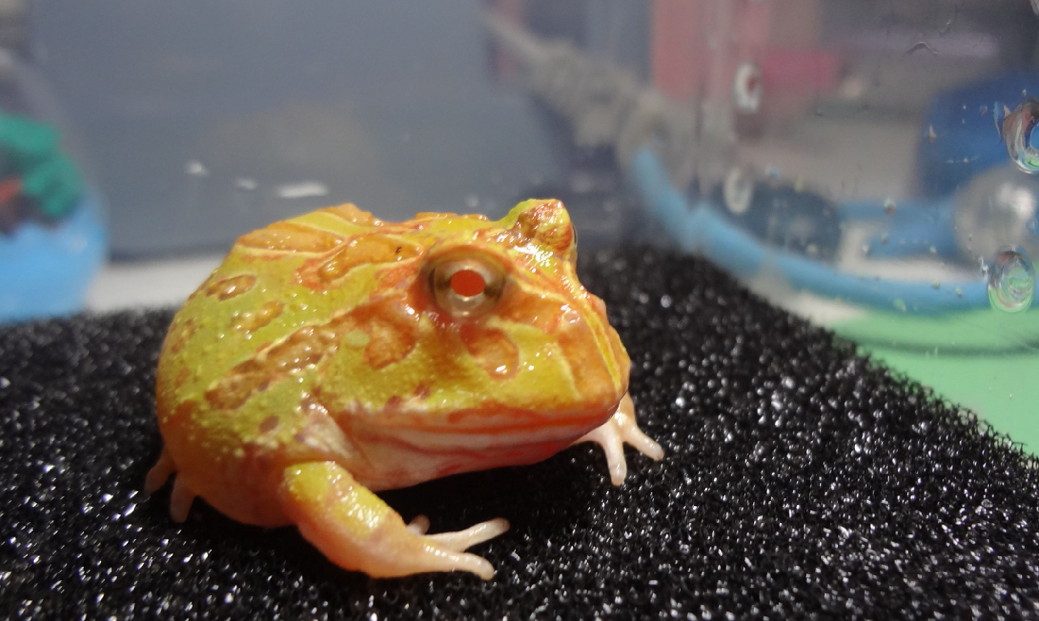 角蛙的牙齿结构独特,上颌有两排小牙齿,下颌有一排大牙齿,有助于捕食