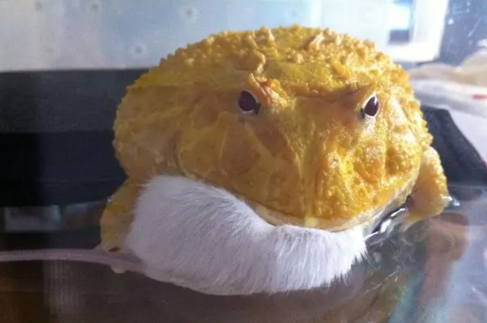 角蛙的牙齿结构独特,上颌有两排小牙齿,下颌有一排大牙齿,有助于捕食