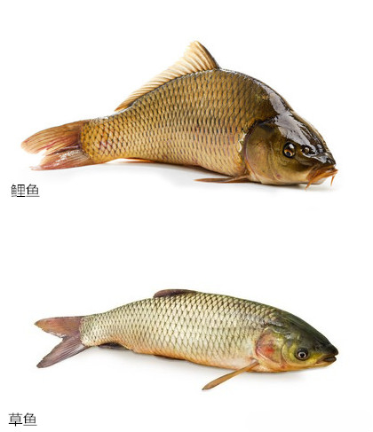 草鱼和鲤鱼的区别,你真的了解吗?