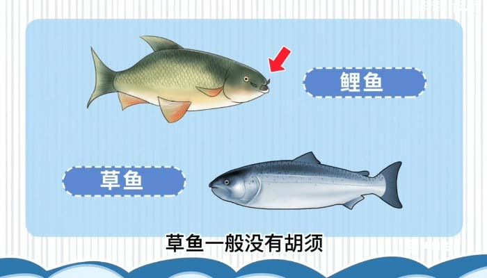 草鱼和鲤鱼的区别,你真的了解吗?