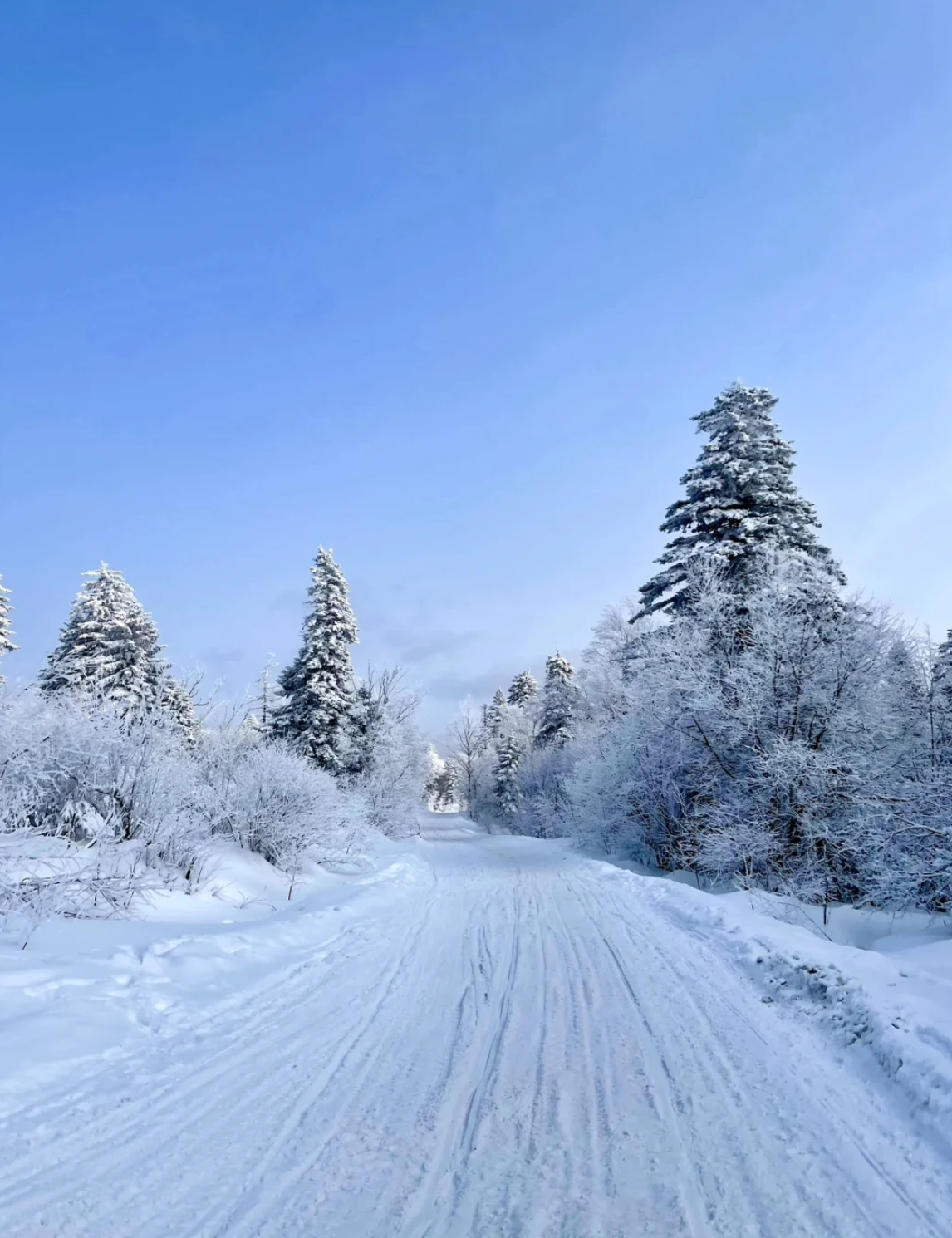 东北下雪照片图片