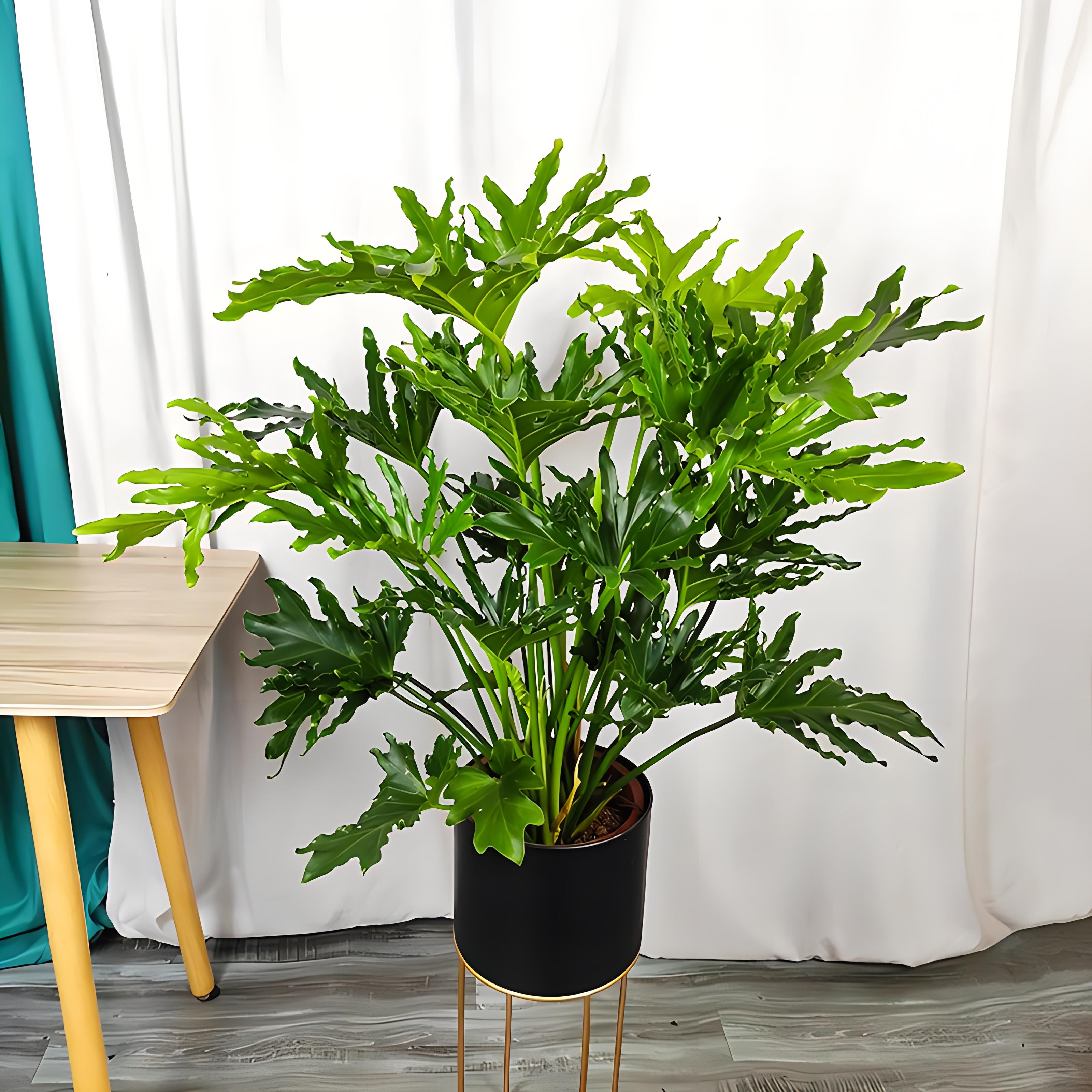 春羽冬天怎么养才能安全过冬?带你揭秘养盆栽春羽的冬季养护技巧