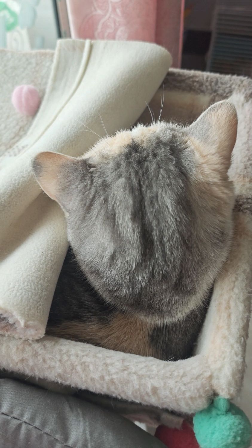 小猫咪的后脑勺真的太好rua了