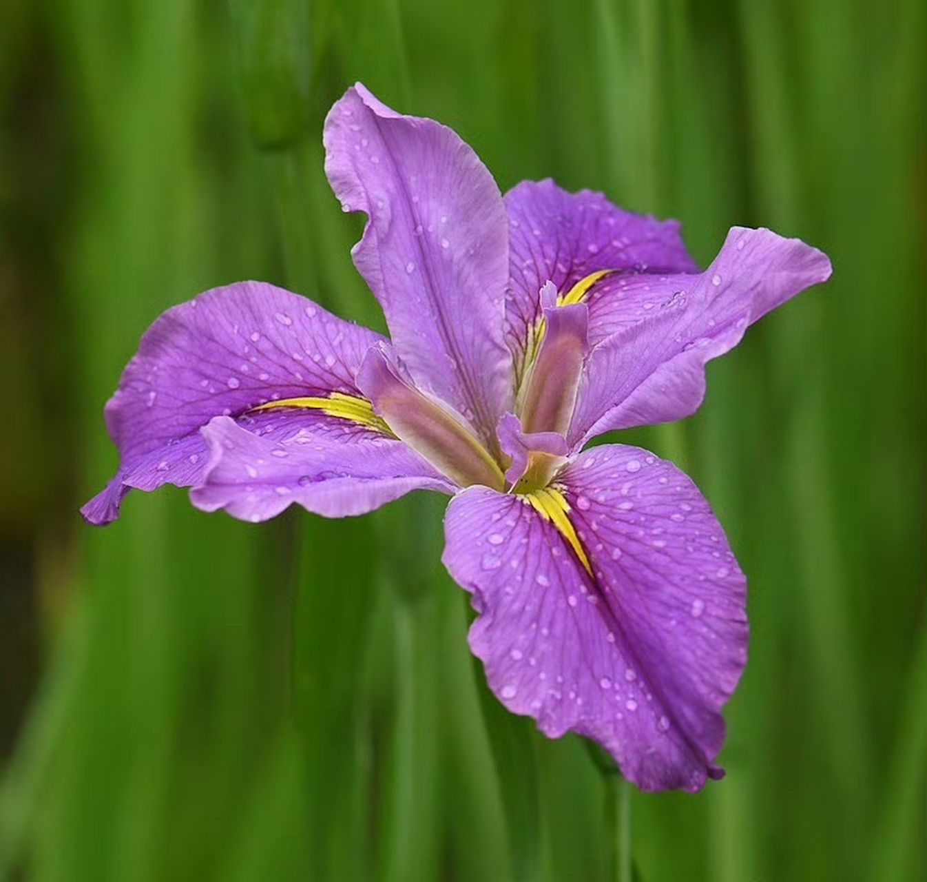 鸢尾草菖蒲图片