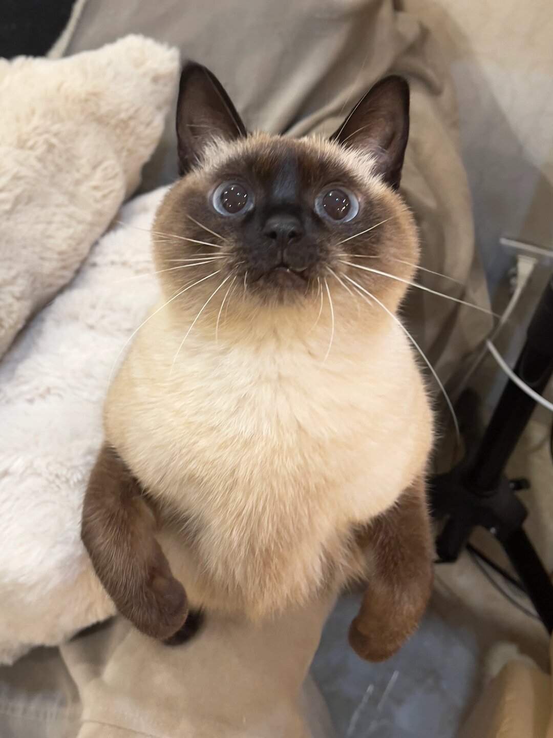 今天,我家的小暹罗猫又来撒娇了,它跳到我的腿上,用那双水汪汪的大