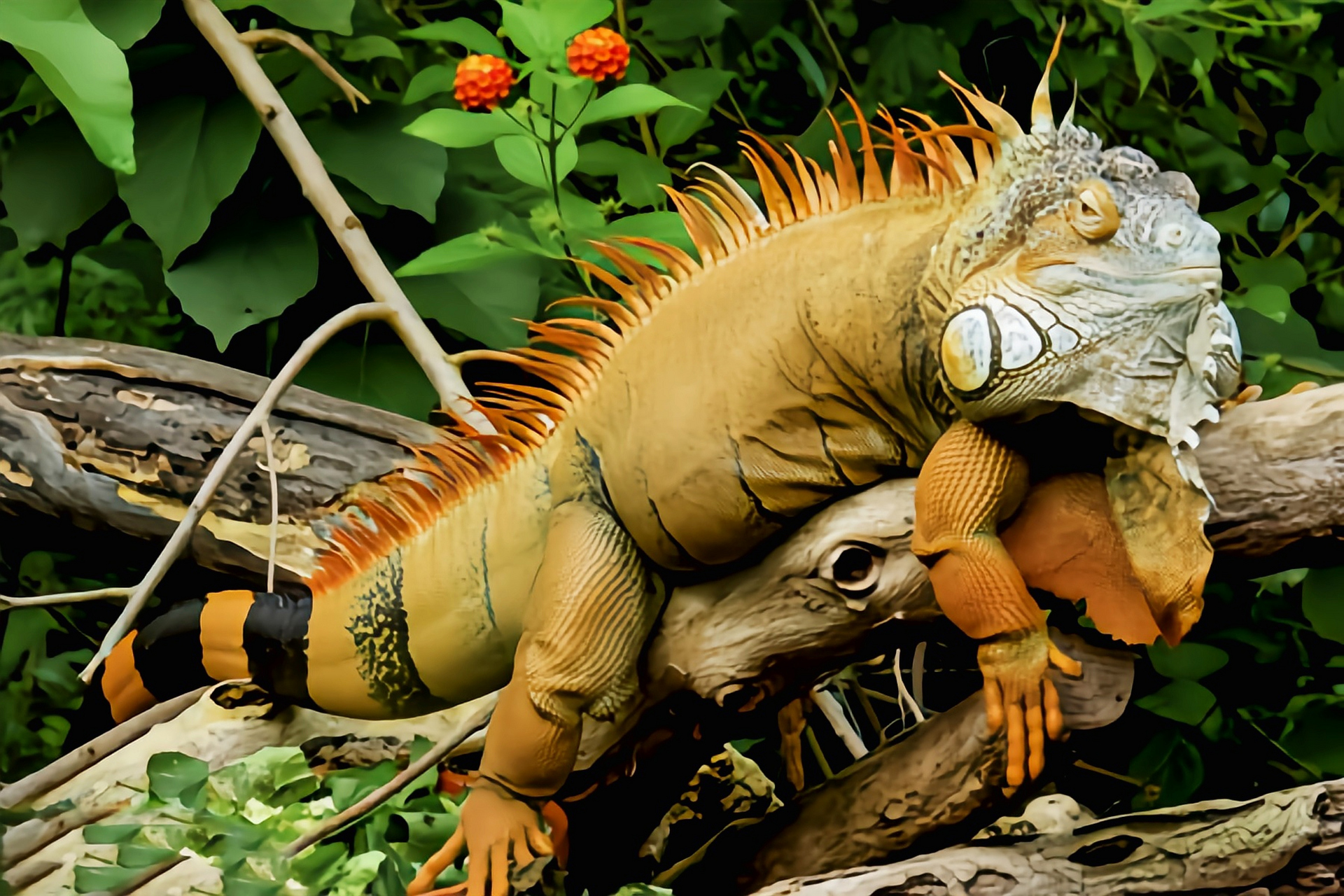 跨年创作挑战赛# 绿鬣蜥别名美洲绿鬣蜥是美国常见的宠物蜥蜴.