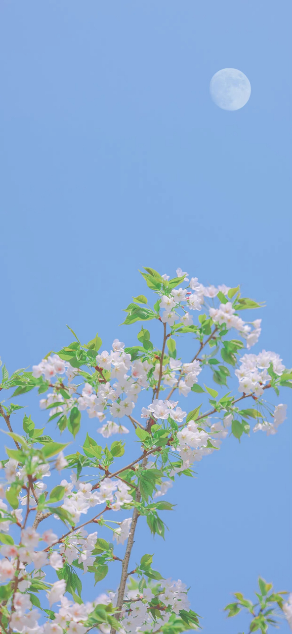 花朵手机壁纸 花,是世界上最美的诗,每一朵都蕴含着大自然的恩赐.