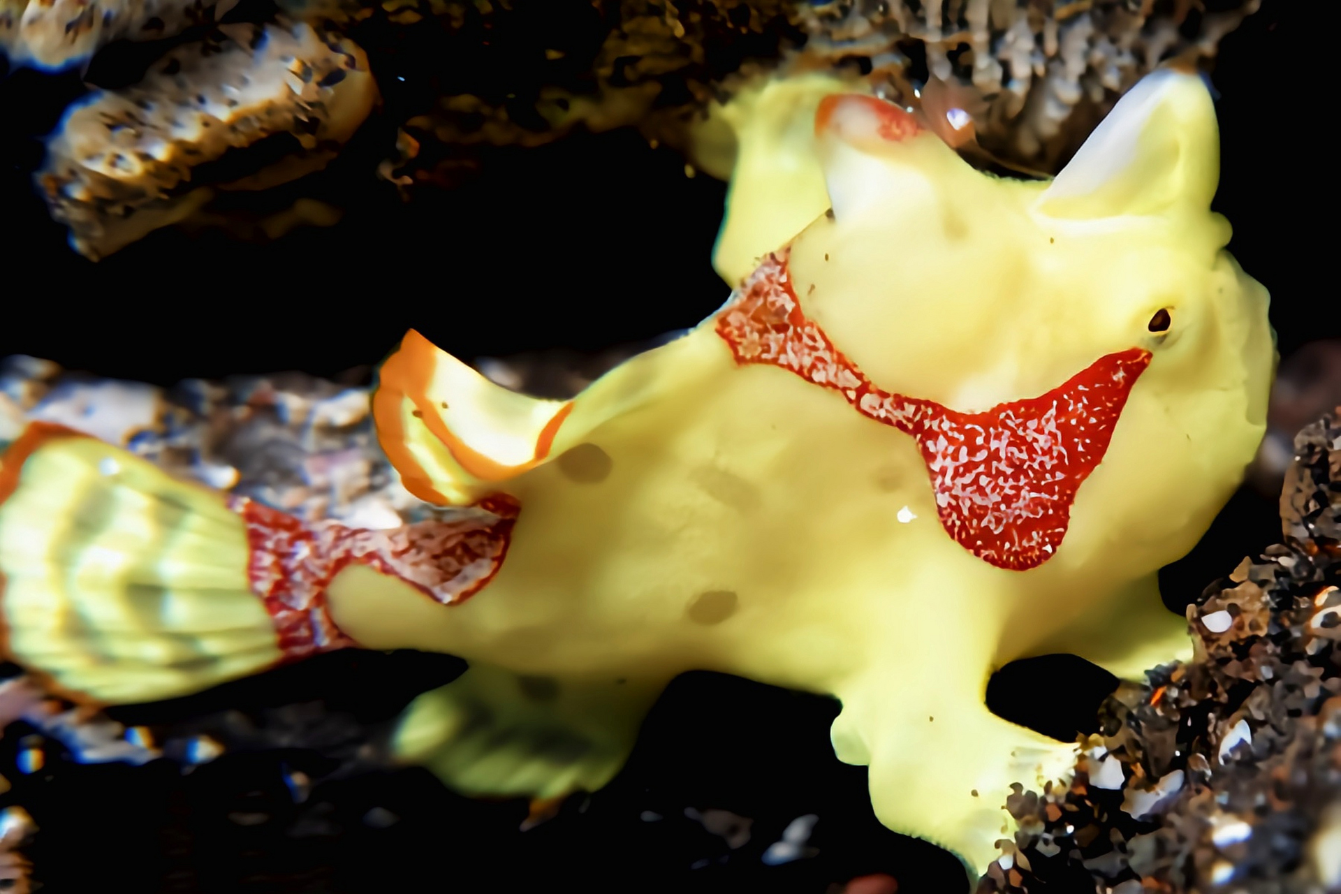 体色多变,可随周围环境发生变化,斑纹色彩鲜艳,对比强烈.以鱼,虾为食.