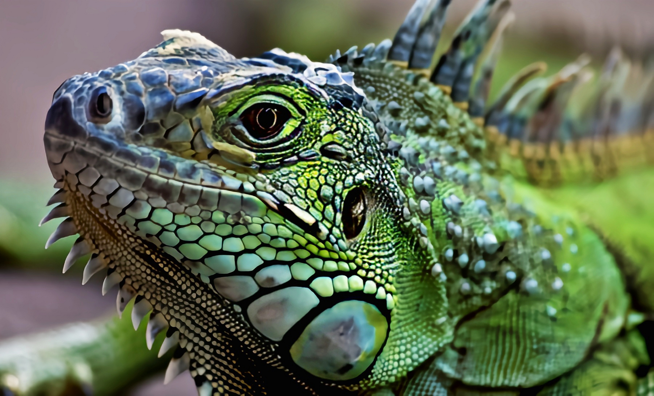 跨年创作挑战赛# 绿鬣蜥别名美洲绿鬣蜥是美国常见的宠物蜥蜴.