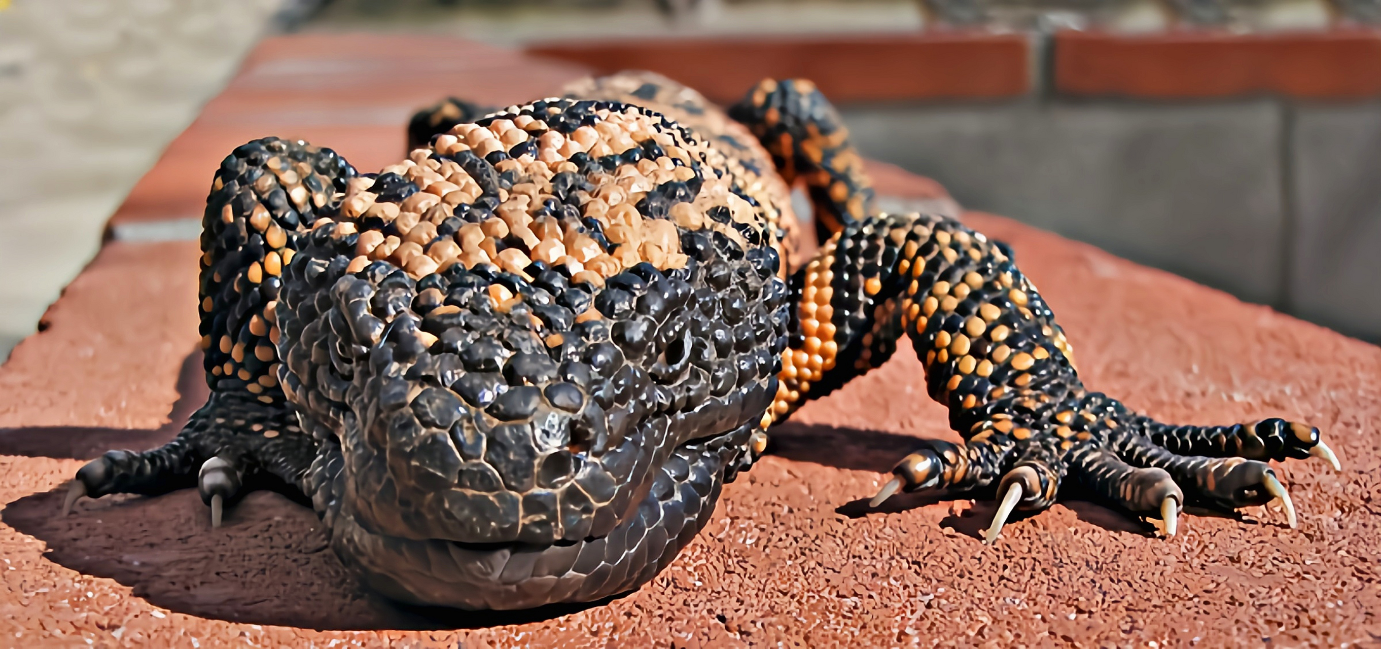 跨年创作挑战赛# 吉拉毒蜥别名钝尾毒蜥,共有2个亚种.