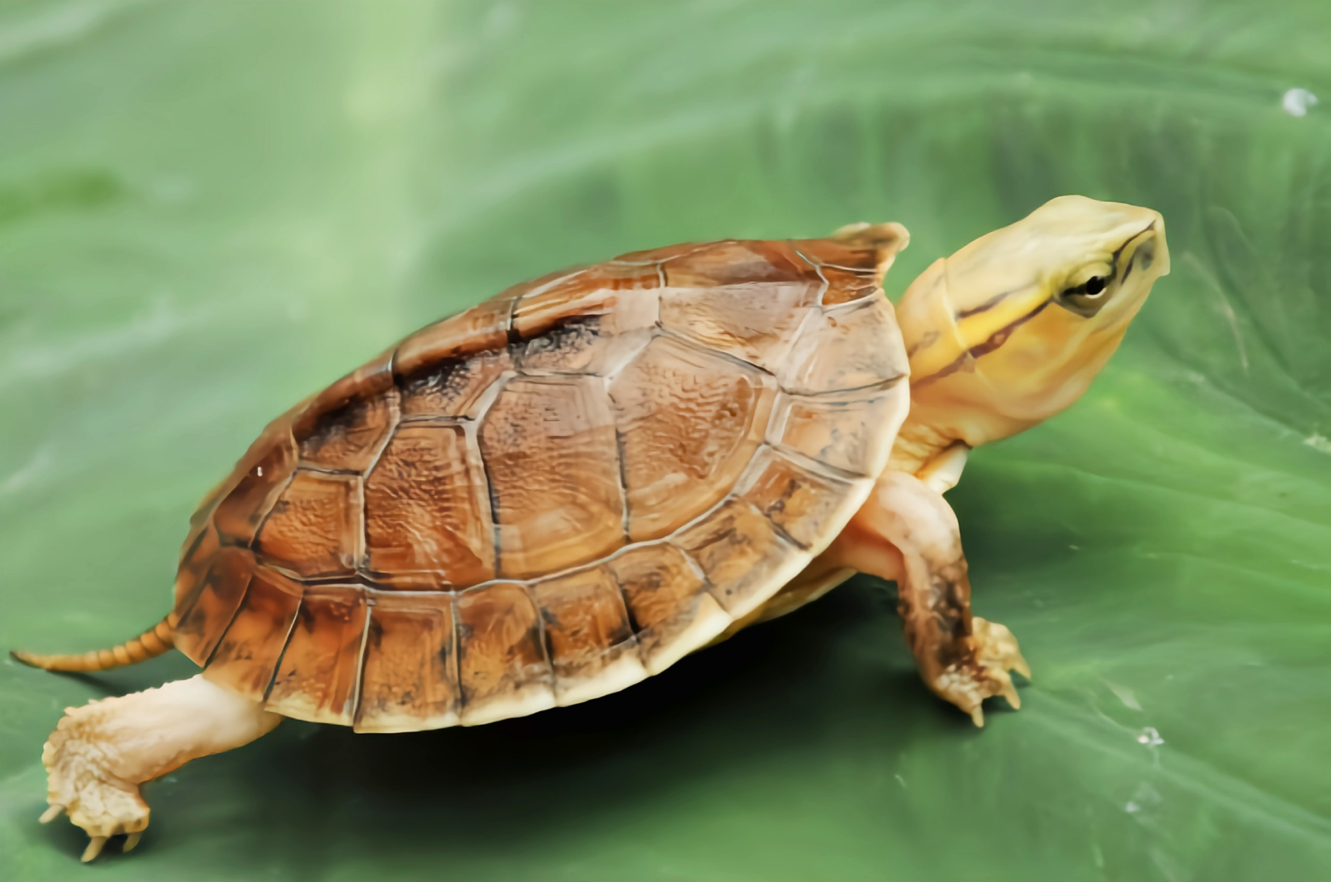 跨年创作挑战赛# 百色闭壳龟又名麦氏闭壳龟,我国特有物种,二级保护