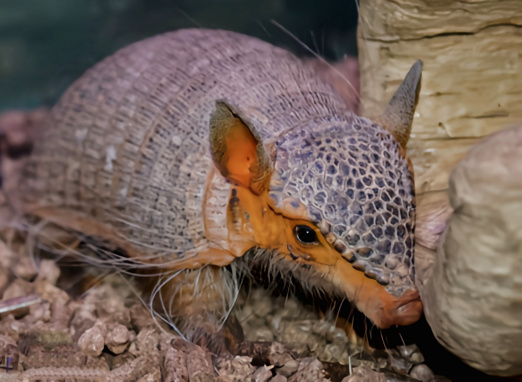 跨年创作挑战赛# 长毛犰狳生活在南美洲的森林,草原,半荒漠地区,共有