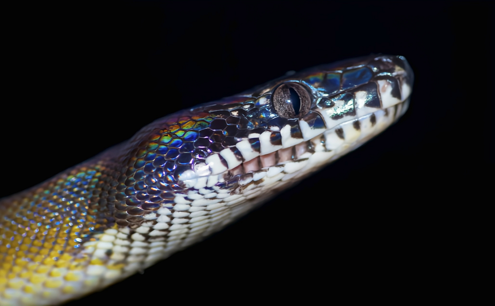 跨年创作挑战赛# 白吻蟒别名阿尔贝蒂斯蟒.