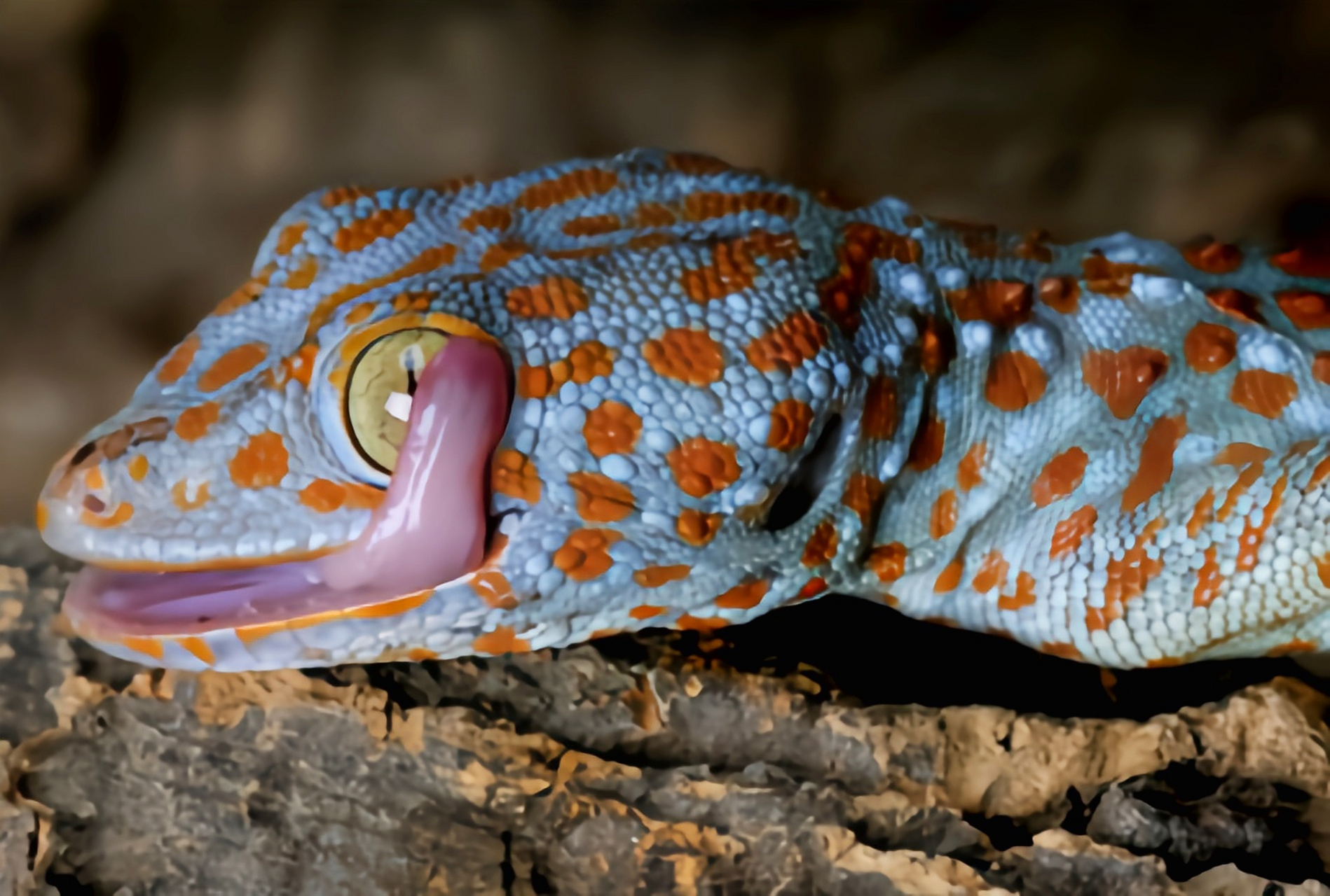 跨年创作挑战赛# 大壁虎别名大守宫,我国二级重点保护动物,共2个亚种