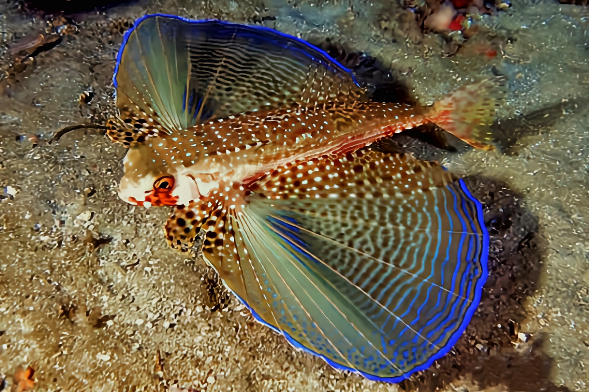 跨年创作挑战赛# 翱翔真豹鲂鮄别名离棘真豹鲂鮄生活在大西洋沿岸